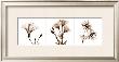 Sepia Floral I by Albert Koetsier Limited Edition Print
