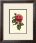 Magnificent Rose V by Ludwig Van Houtte Limited Edition Print