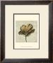 Tulip Impressions Iv by Ethan Harper Limited Edition Print