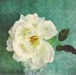 Luscious Petals by Cristin Atria Limited Edition Print