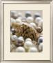 Sea Jewels Iv by Boyce Watt Limited Edition Pricing Art Print