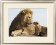 Lion Cub And Male Adult, Kenya by Suzi Eszterhas Limited Edition Print