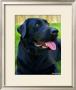 Handsome Lab by Robert Mcclintock Limited Edition Print