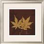 Color Me Maple Brown I by Albert Koetsier Limited Edition Print
