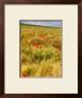 Poppies In Field I by Colby Chester Limited Edition Print