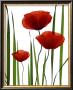 Poppies by Lieven Coppieters Limited Edition Pricing Art Print