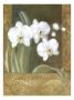 Orchid Overture I by Nancy White Limited Edition Print