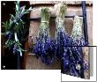 Bunches Of Cut Lavender Hung Upsidedown To Dry by I.W. Limited Edition Pricing Art Print