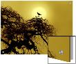 A Bird On A Tree by I.W. Limited Edition Print