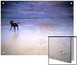 Dog On Beach With Surfers In Background, St Ives, Cornwall, England, Uk by M.N. Limited Edition Print