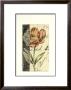 Floral Engraving Ii by Ethan Harper Limited Edition Print