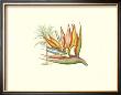 Bird Of Paradise I by Sydenham Teast Edwards Limited Edition Pricing Art Print