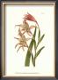 Curtis Floral I by Samuel Curtis Limited Edition Print