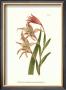 Curtis Floral I by Samuel Curtis Limited Edition Pricing Art Print
