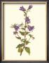 Bellflower by Moritz Michael Daffinger Limited Edition Pricing Art Print