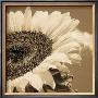 Sepia Sunflower I by Jean-François Dupuis Limited Edition Pricing Art Print
