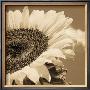 Sepia Sunflower I by Jean-Francois Dupuis Limited Edition Print