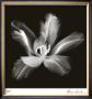 Radiant Tulip Iv by Donna Geissler Limited Edition Pricing Art Print