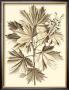 Sepia Munting Foliage V by Abraham Munting Limited Edition Print