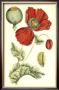 Poppy Blooms Ii by Elizabeth Blackwell Limited Edition Pricing Art Print