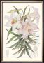 Kramer's Lily by Walter H. Fitch Limited Edition Pricing Art Print