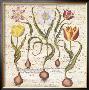 Travertine Botanicals I by Basilius Besler Limited Edition Pricing Art Print