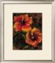 Hibiscus I by John Seba Limited Edition Print