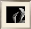 Arums by Cedric Porchez Limited Edition Print
