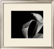 Arums by Cédric Porchez Limited Edition Pricing Art Print