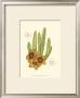 Flowering Cactus Iii by Samuel Curtis Limited Edition Pricing Art Print