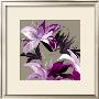 Lily Xxiii by Sally Scaffardi Limited Edition Pricing Art Print