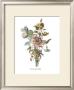 Anemones Sunples Volubulis by Jean Louis Prevost Limited Edition Pricing Art Print