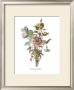 Anemones Sunples Volubulis by Jean Louis Prevost Limited Edition Print