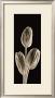 Tulips by Michael Harrison Limited Edition Print