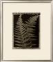 Open Ferns by Lynne Jaeger Weinstein Limited Edition Pricing Art Print