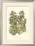 Fig Tree Branch by Henri Du Monceau Limited Edition Print