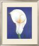 Iris I by D. Ferrer Limited Edition Print