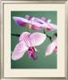 Pink Orchid by Amelie Vuillon Limited Edition Print