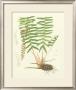 Eaton Ferns Iv by Daniel C. Eaton Limited Edition Print