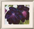 Black And Purple Petunia, 1925 by Georgia O'keeffe Limited Edition Pricing Art Print