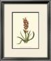 Antique Hyacinth Vii by Christoph Jacob Trew Limited Edition Pricing Art Print