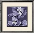 Mauve Orchid Ii by Chris Jones Limited Edition Pricing Art Print