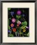 Summer Zinnia by Susan Barmon Limited Edition Print