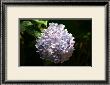 Japanese Summer Hydrangea by Ryuji Adachi Limited Edition Pricing Art Print