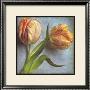 Parrot Tulips Ii by Sally Wetherby Limited Edition Pricing Art Print