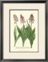 Lilac Blooms Ii by Johann Wilhelm Weinmann Limited Edition Print