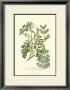 Leaves I by Johann Wilhelm Weinmann Limited Edition Print