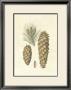 Crackled Woodland Pinecones Ii by Silva Limited Edition Print