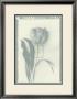 Tulip Impression I by Bill Philip Limited Edition Pricing Art Print