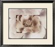 Magnolia by Dick & Diane Stefanich Limited Edition Print
